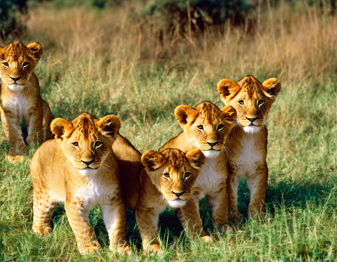 Cute lion cubs 