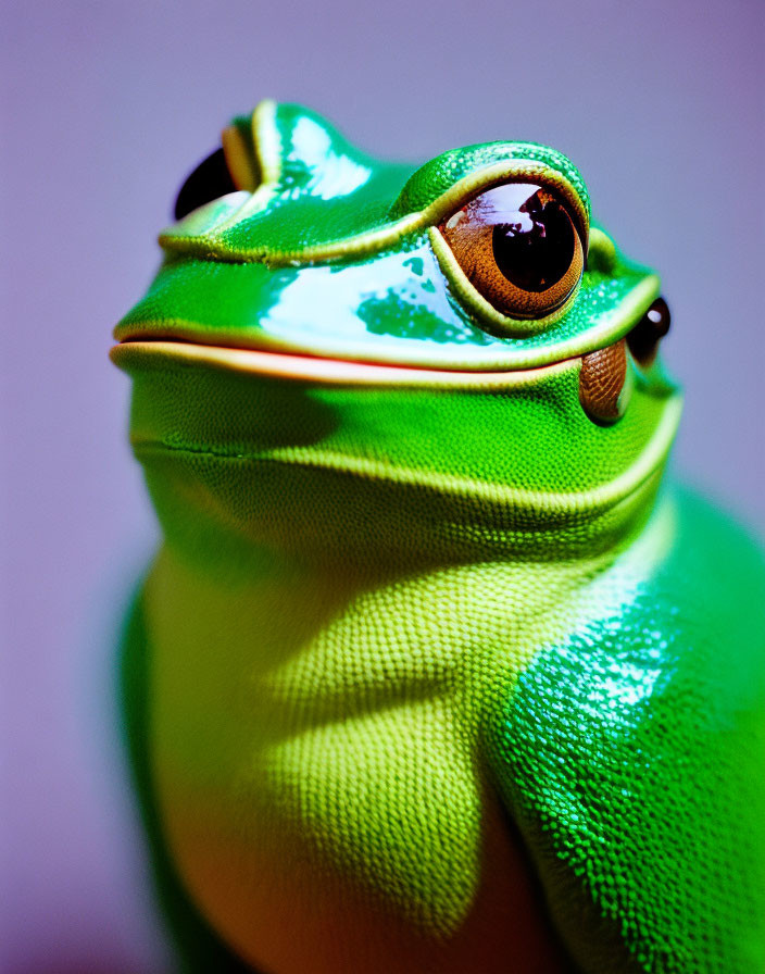 Cute froggy