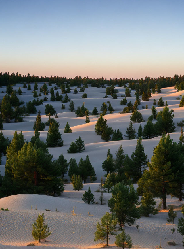 Brilliant white sands with pine trees