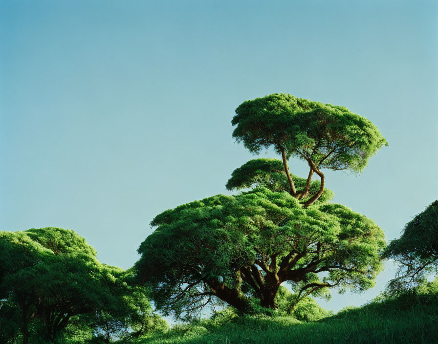 Gameleira tree, dense and green