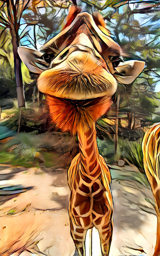 Photogenic giraffe