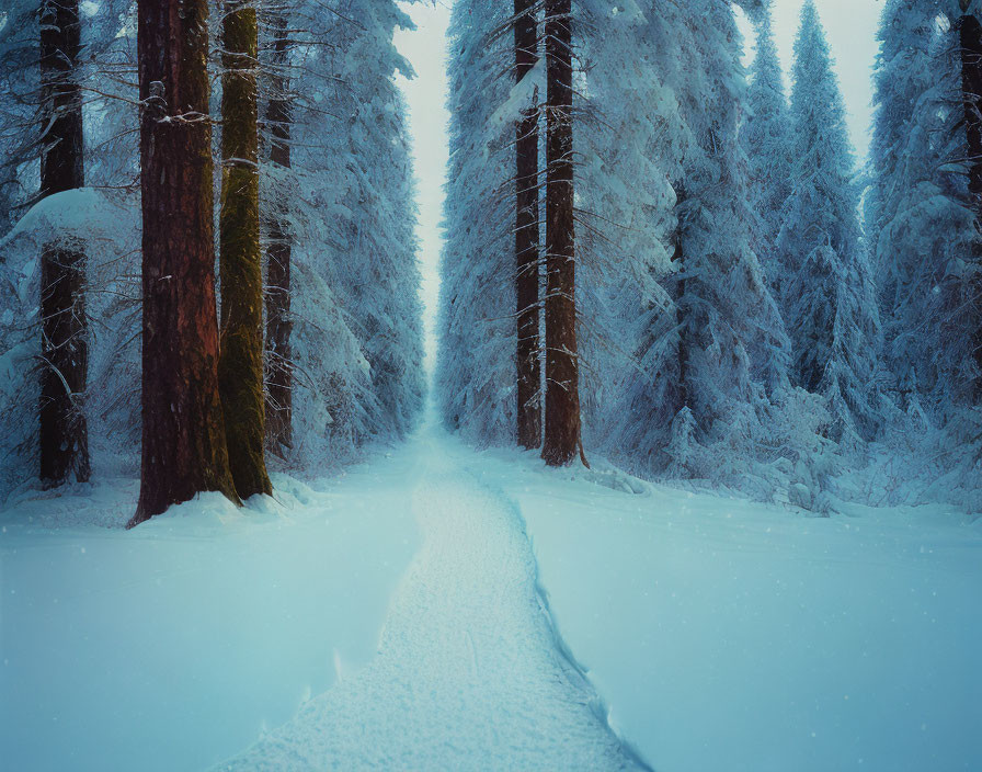 Winter and stunning forest