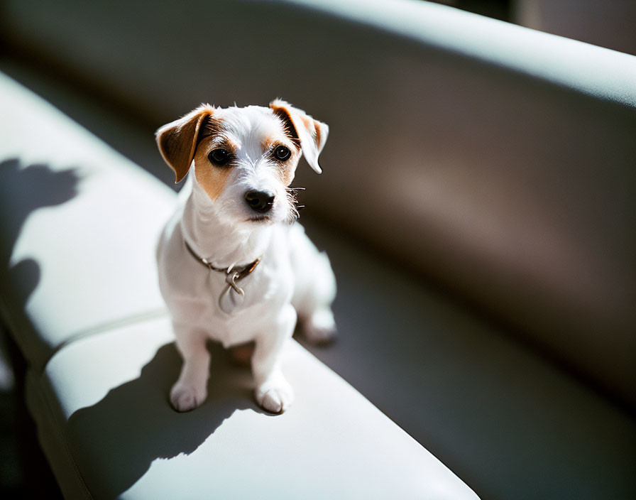 A Jack Russell Terrier sitting in the sun