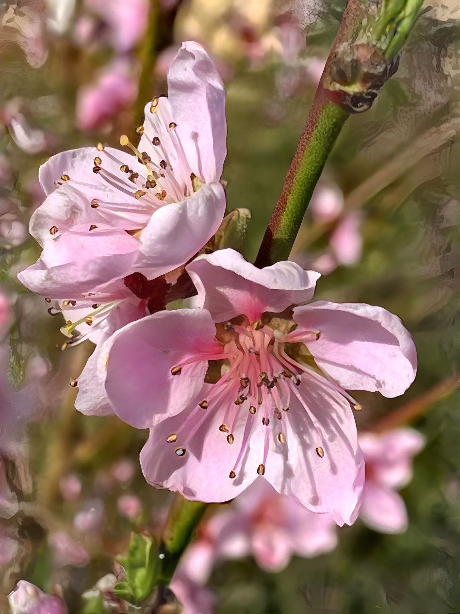 peach blossom