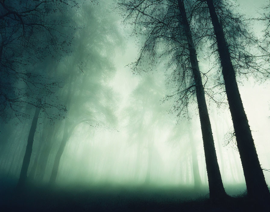 Spooky Forest