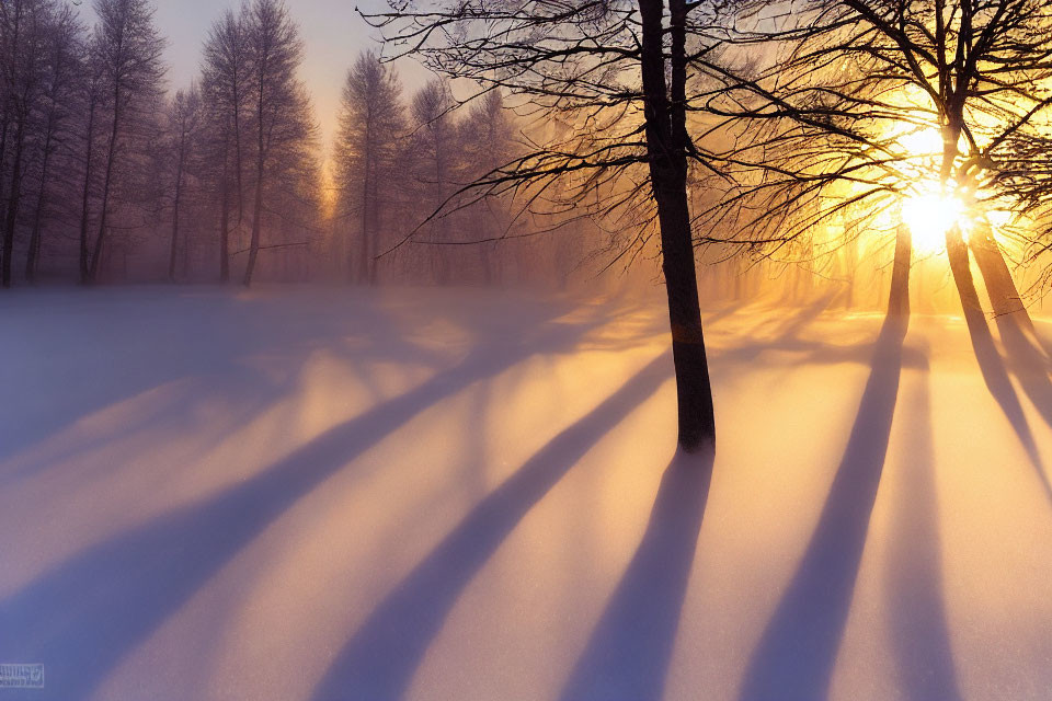 Snow-covered landscape with long tree shadows at sunset