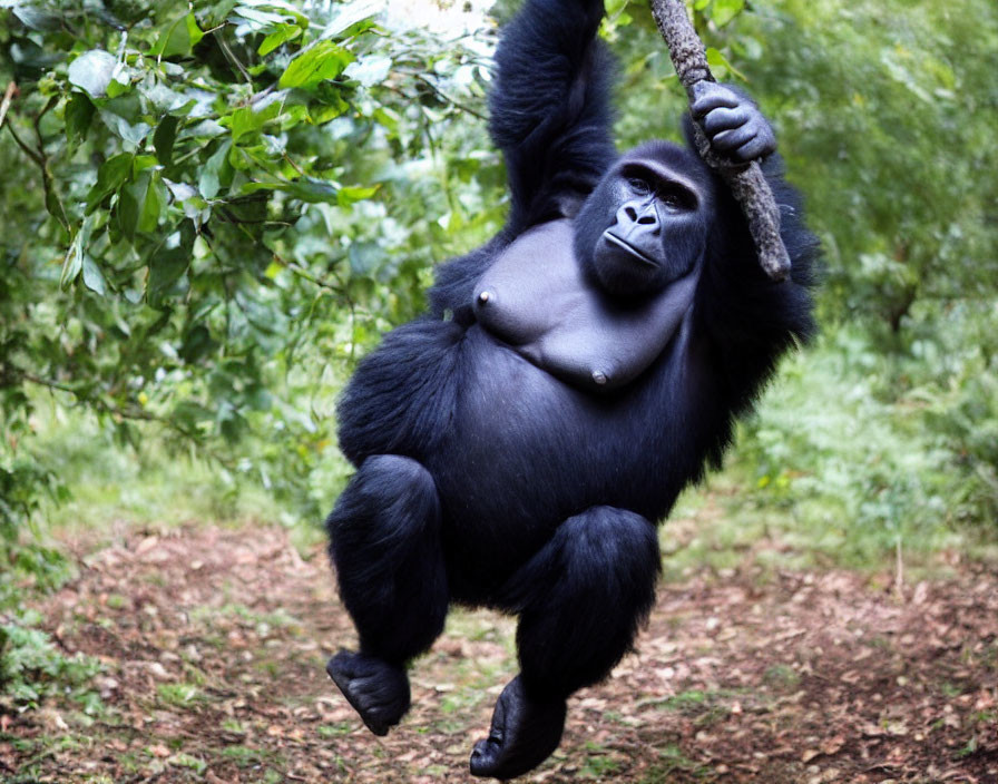 Gorilla Swinging