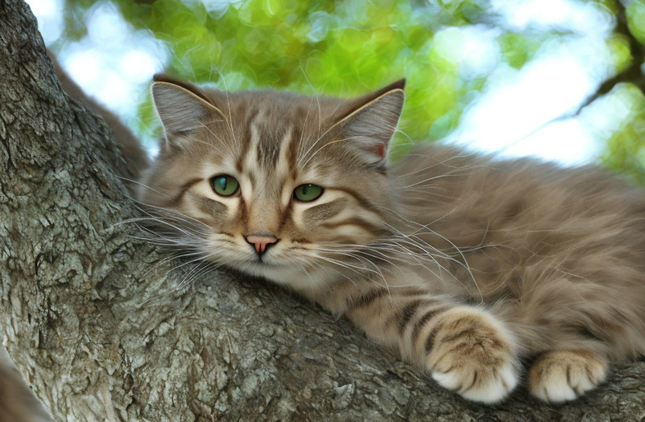 Fluffy Tabby Cat Lounging on Tree Branch with Green Eyes