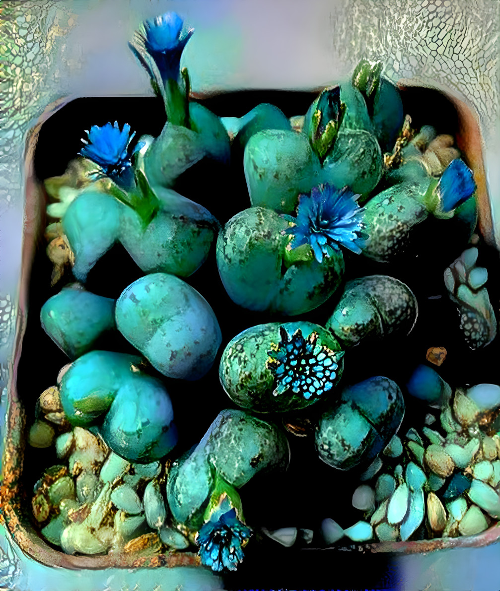 Turquoise succulents