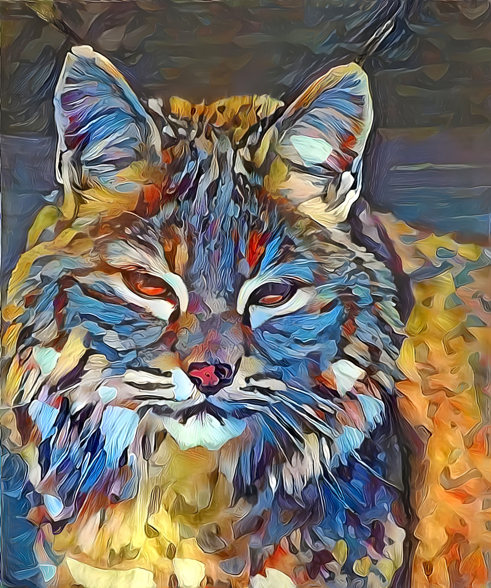 Canadian Lynx 