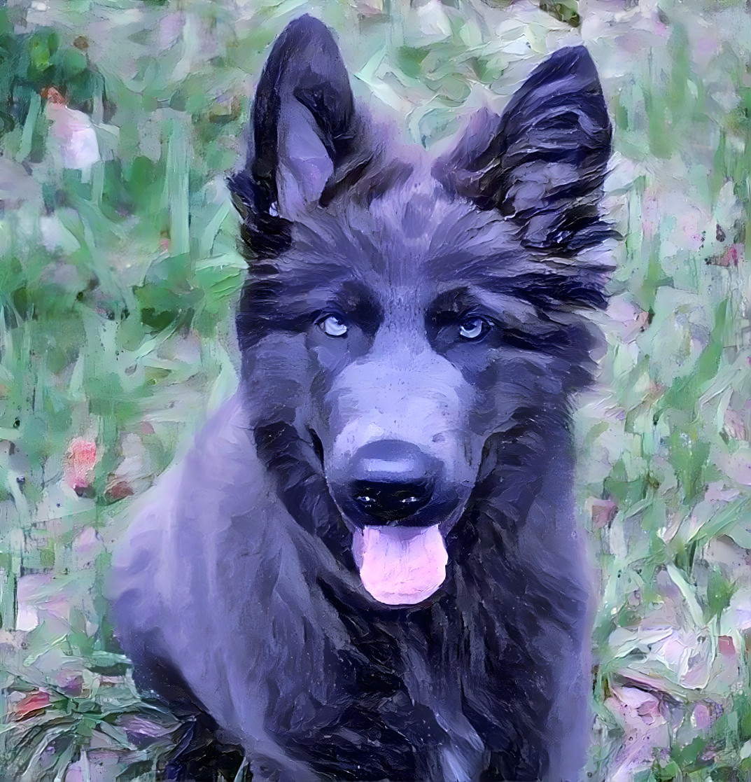Beautiful blue German Shepherd 