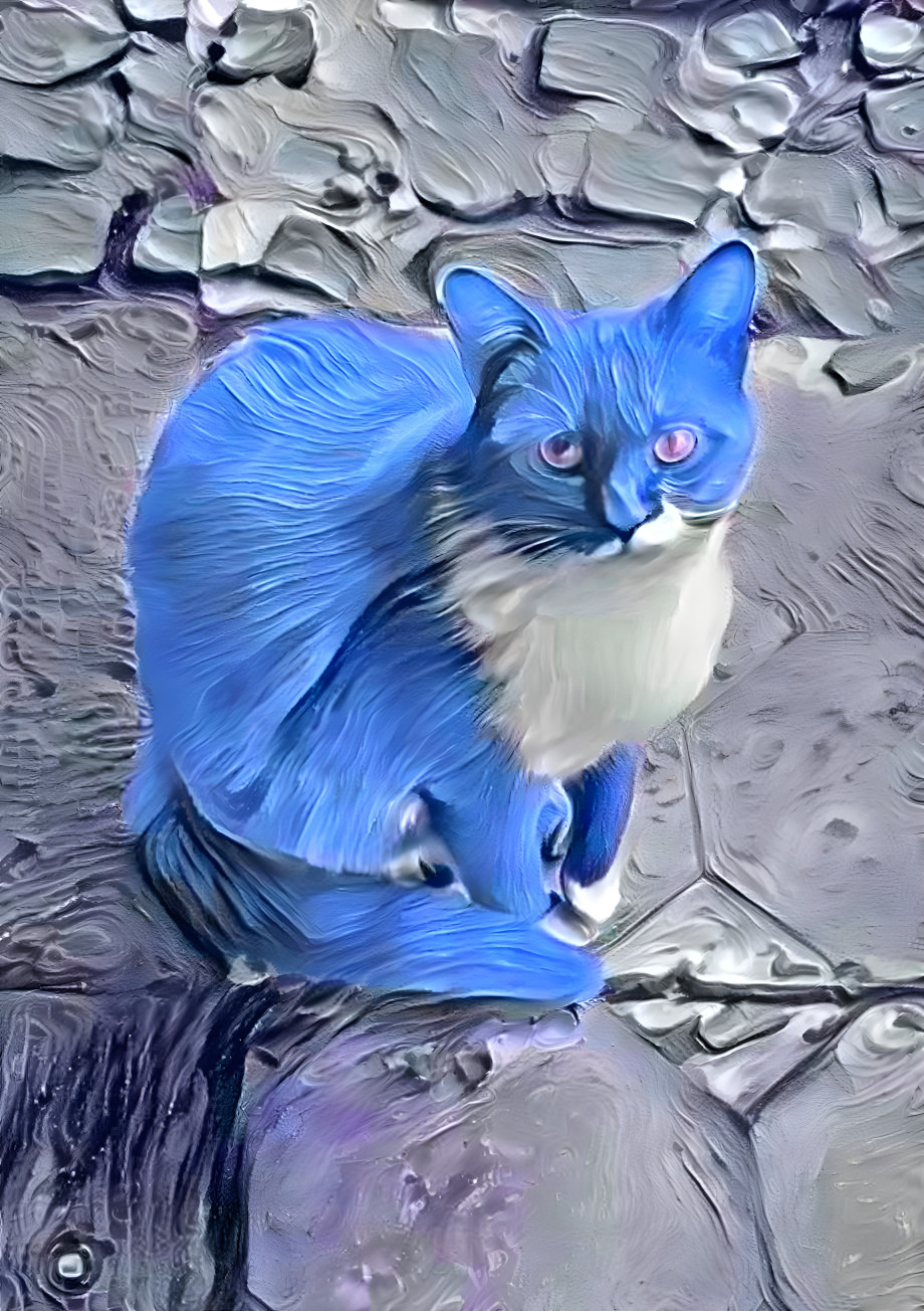 Lovely blue cat