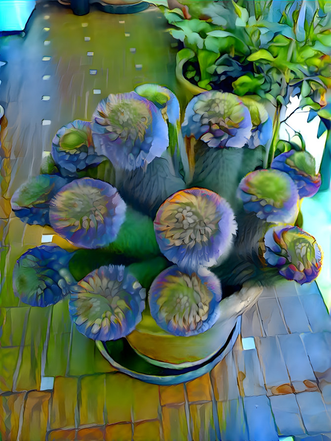 Blue succulents