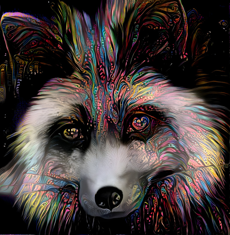 Midnight fox