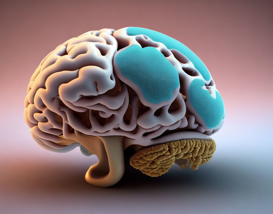 3D model of a human brain