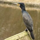 Black Cormorant Perched on Wooden Stump with Blurred Background