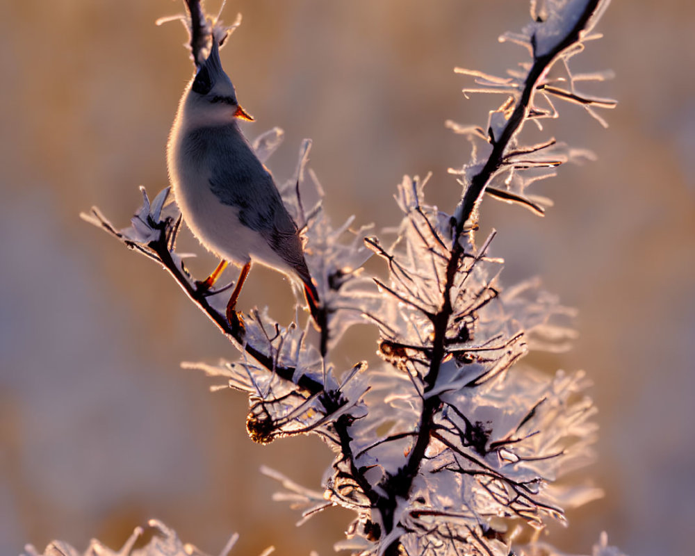 Crested bird on frost-covered branches with soft-focus background