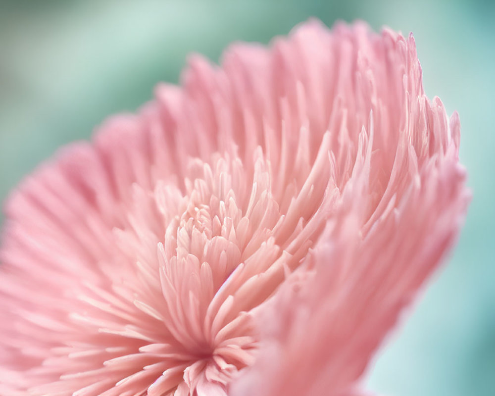 Soft Pink Flower with Delicate Petals on Pastel Background