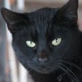 Black cat with yellow-green eyes and prominent whiskers in close-up view