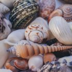 Various Seashells with Spiral Designs and Iridescent Surfaces