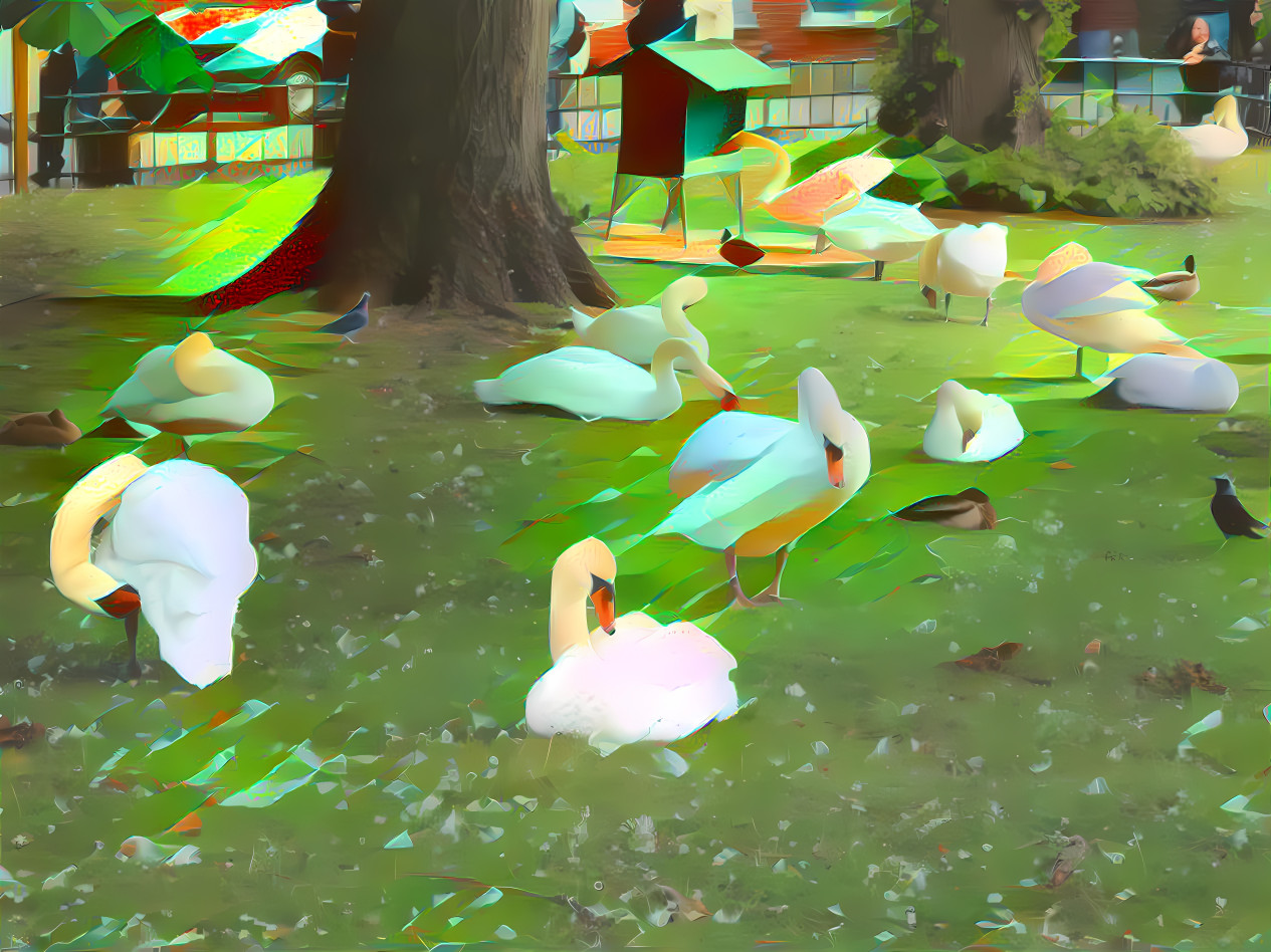 swan colony preening