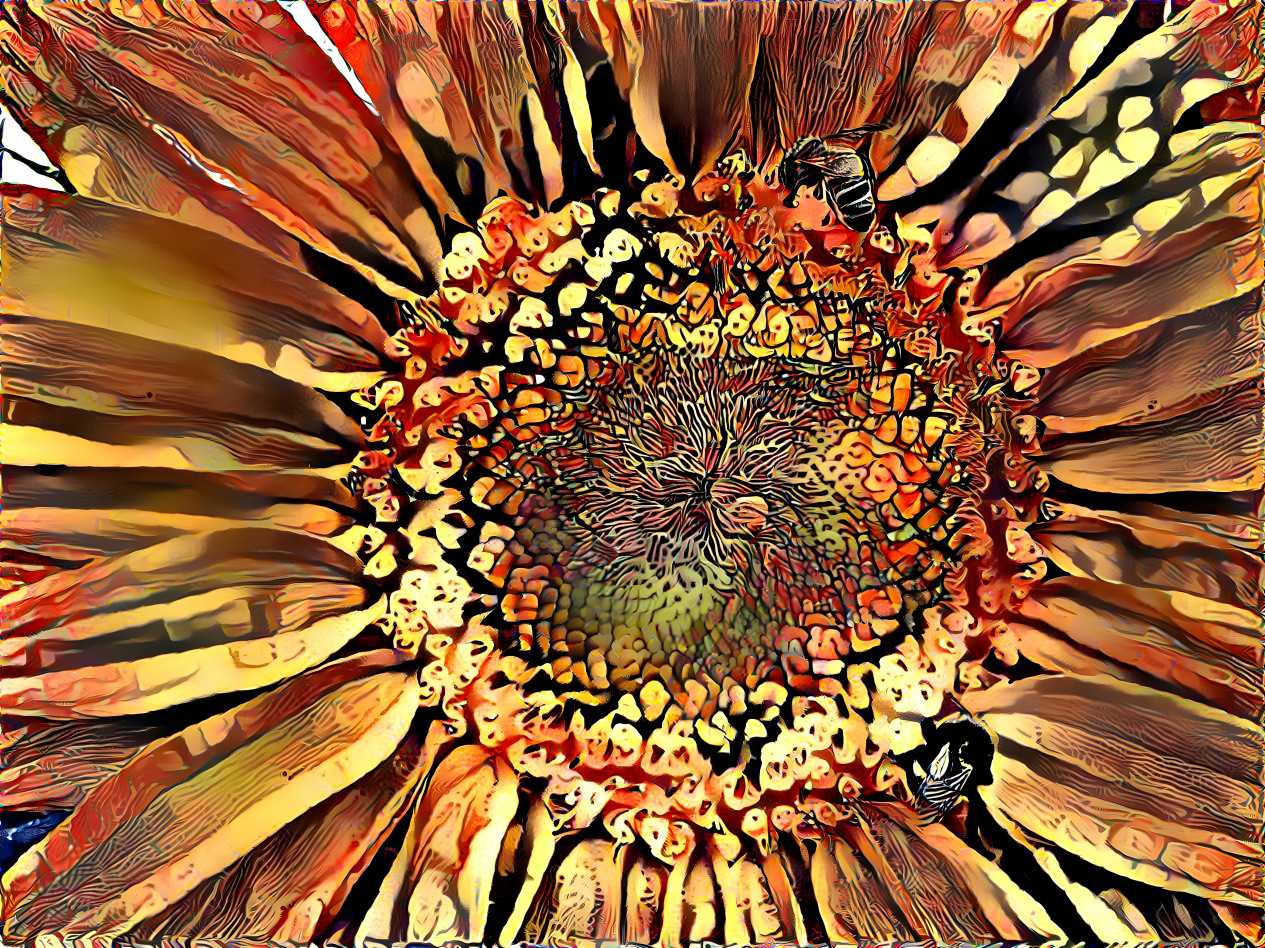 sun-baked sunflower