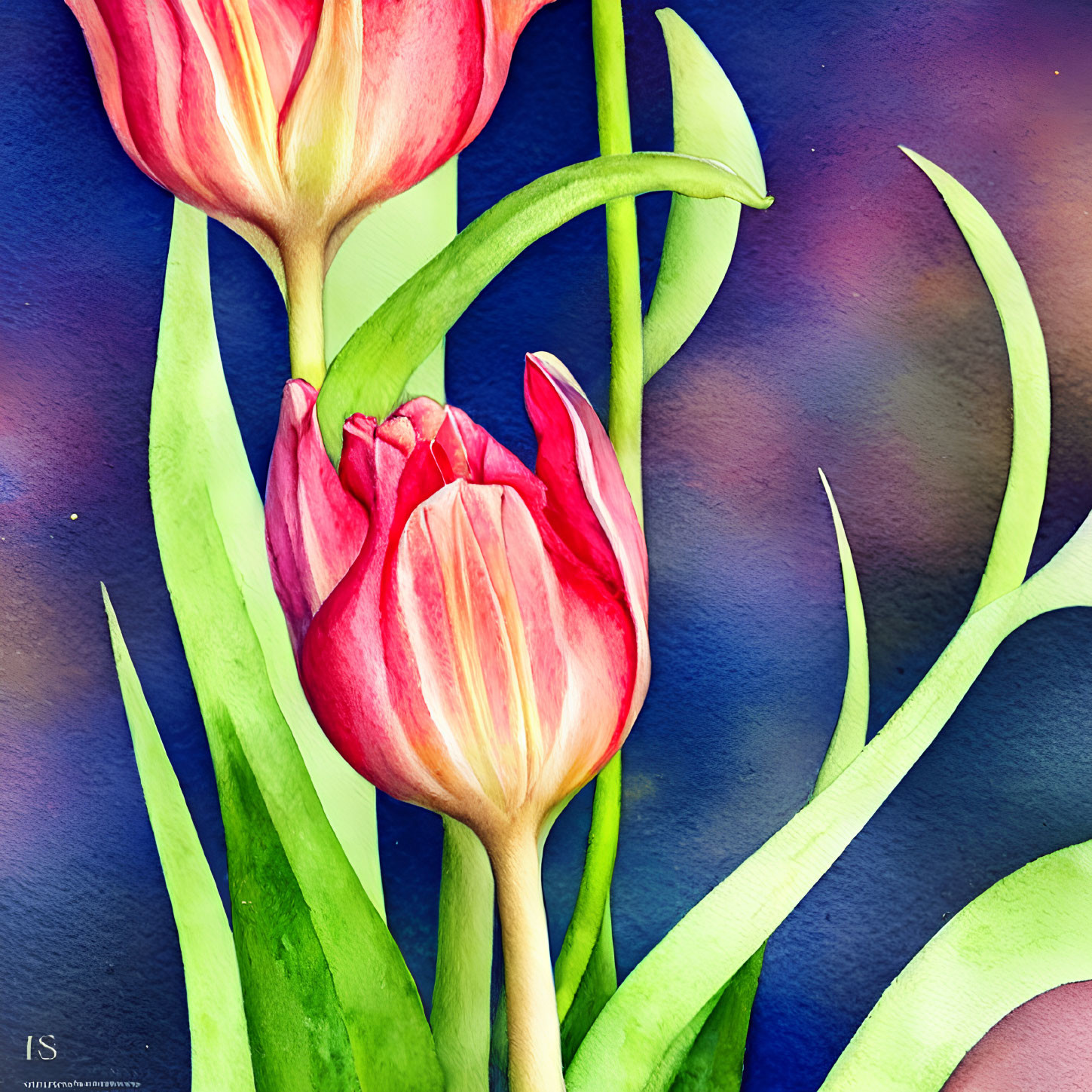 Pink tulips on blue textured background with green leaves