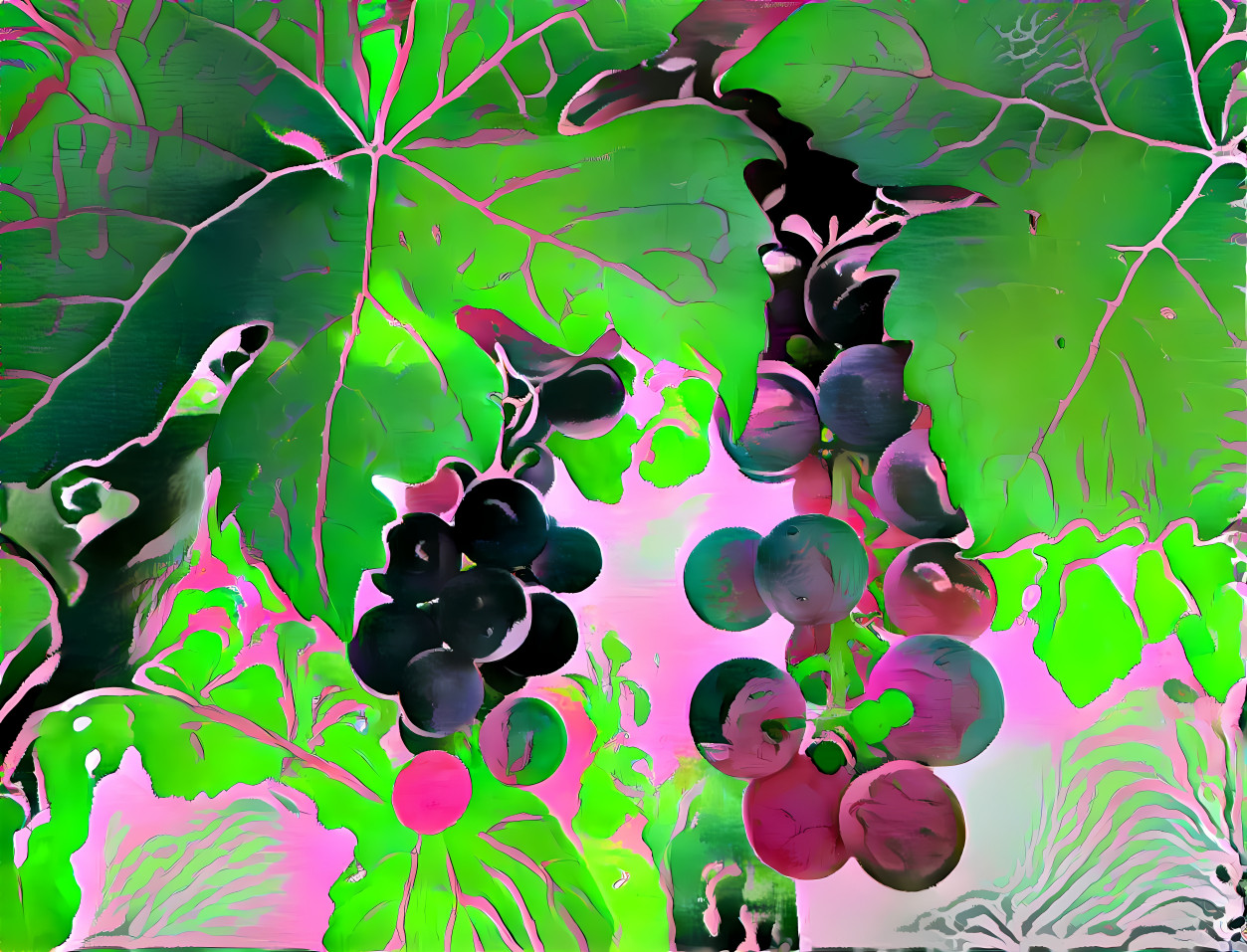 a grape picture
