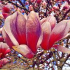 Vibrant pink and white magnolia blossoms in full bloom against blue sky