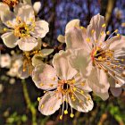 Delicate white cherry blossoms with golden stamens and dewdrops in blurred springtime background
