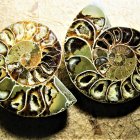 Abstract Digital Art: Golden Spiral Shells with Fractal Pattern