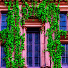 Ornate pink facade of ivy-clad building with tall windows