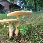 Vibrant surreal artwork: oversized mushrooms in whimsical ecosystem