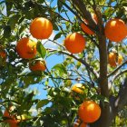 Colorful Orange Tree Illustration with Oversized Oranges in Lush Foliage