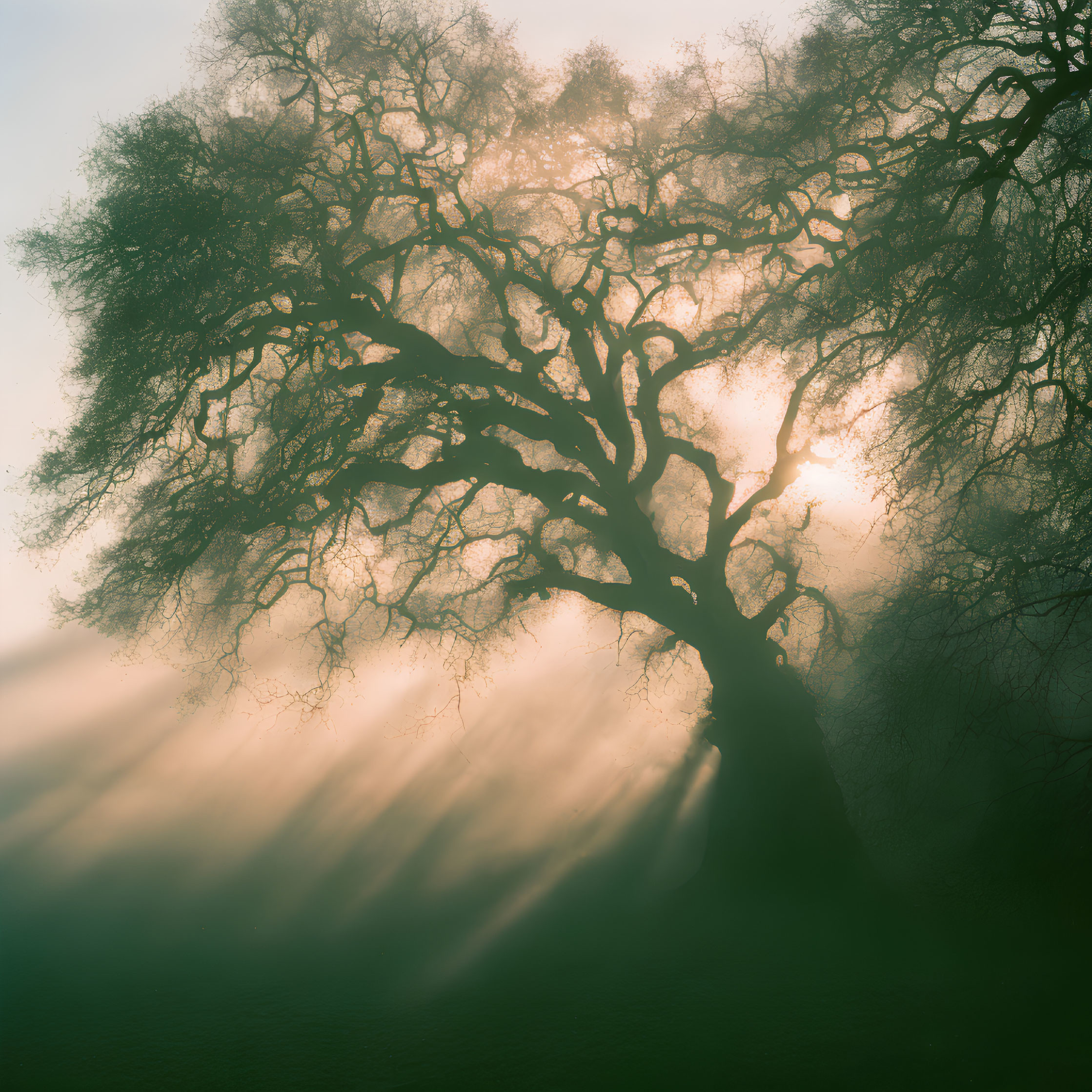 Silhouetted tree against misty backdrop with sunbeams creating serene atmosphere