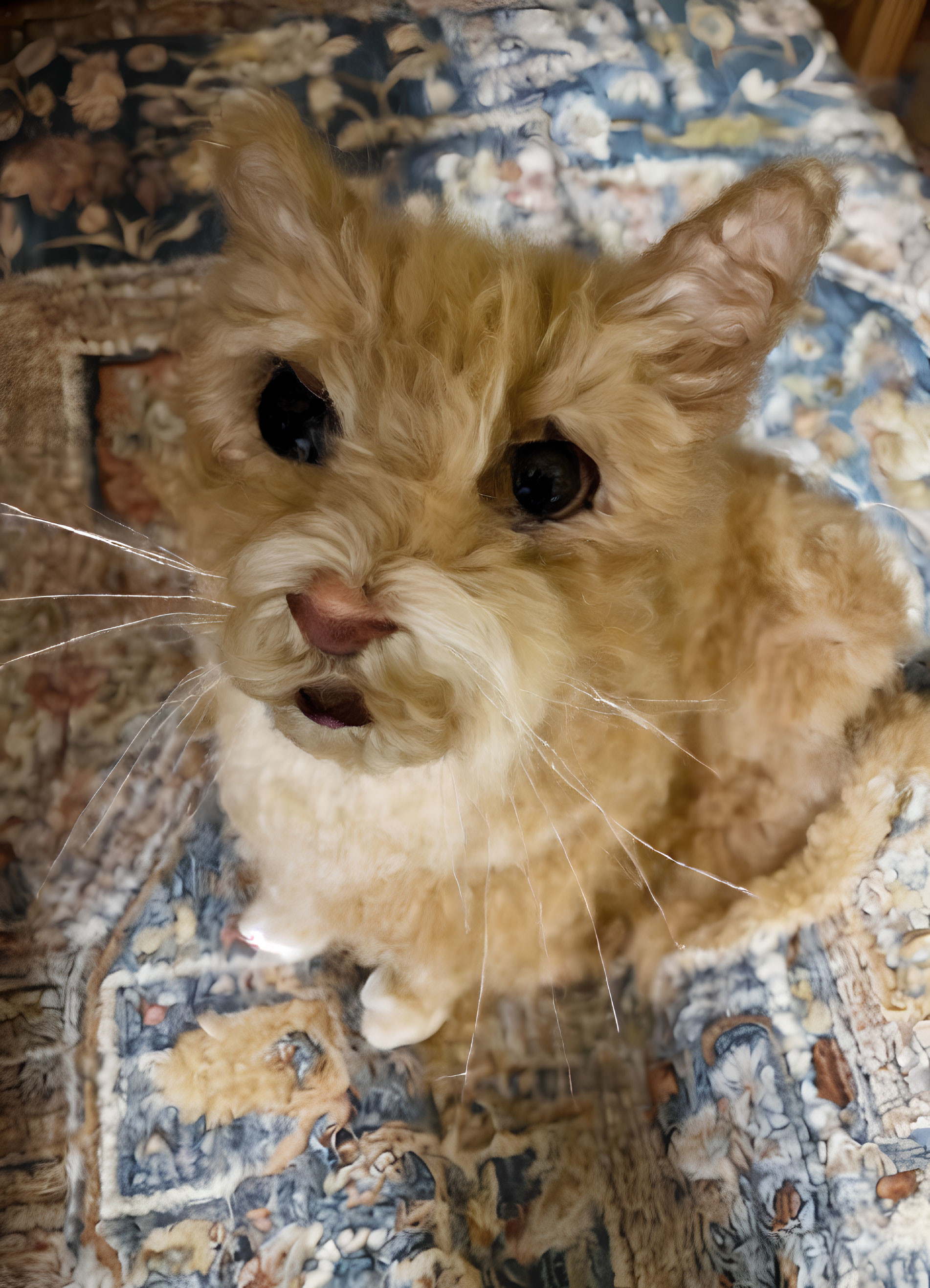 Hybrid creature: cat body, teddy bear head, large eyes, pink tongue, on pattern