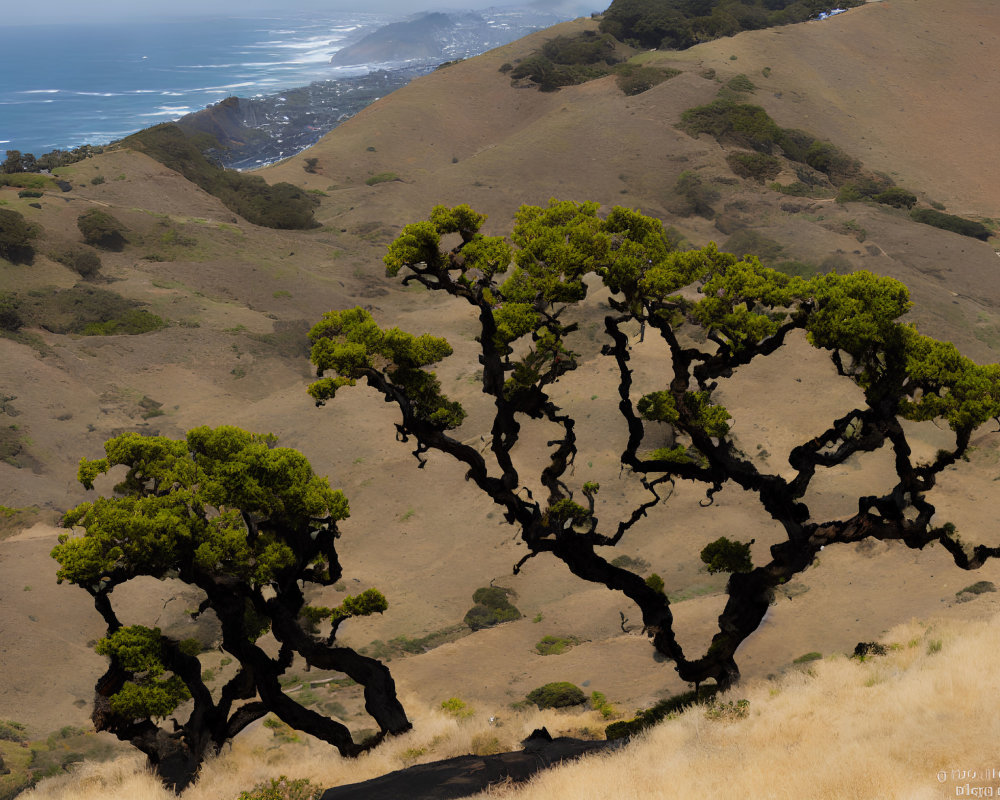 Gnarled trees on hillside overlooking coastal area with blue seas