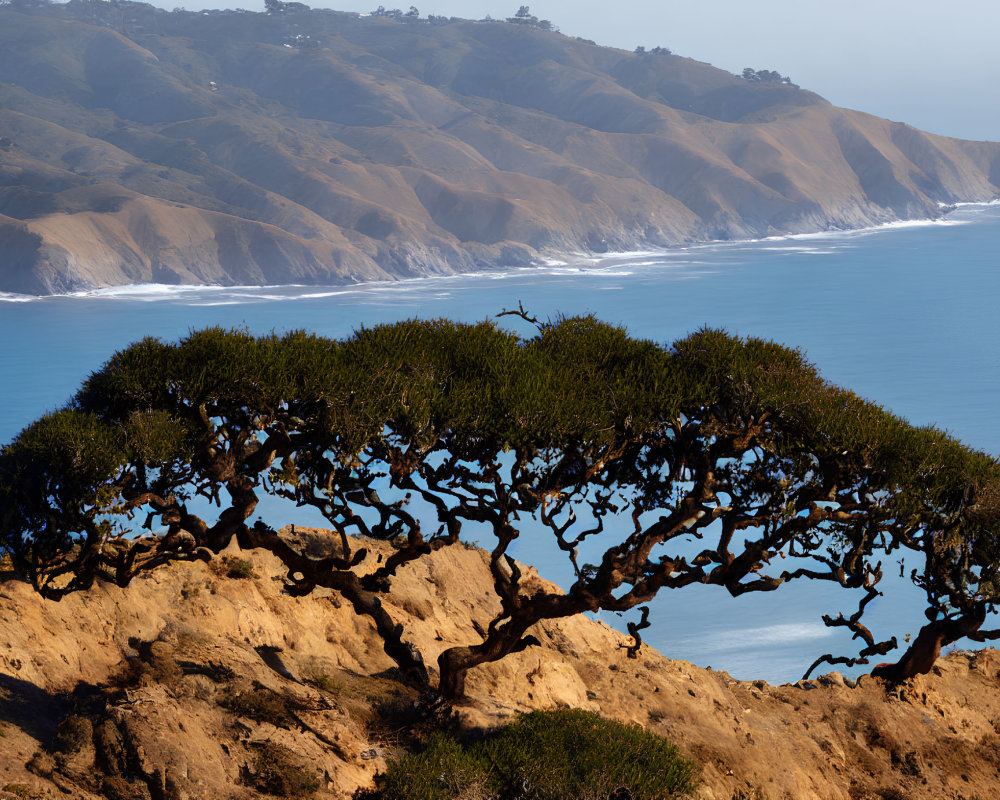 Gnarled tree on rocky bluff overlooking serene ocean coastline