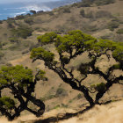 Gnarled trees on hillside overlooking coastal area with blue seas