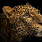 Detailed digital painting of a leopard's head with vibrant eyes and intricate fur markings