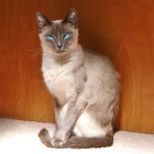 Siamese Cat with Blue Eyes and Creamy Coat Against Brown Background