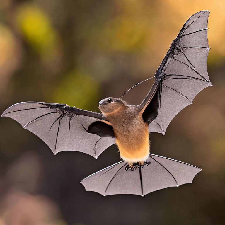 Bat in Flight with Fully Extended Wings on Warm Earthy Background
