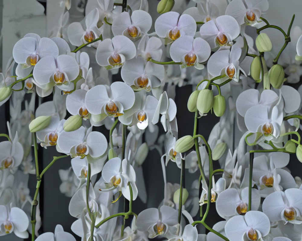 White Orchids with Yellow Centers Against Muted Background
