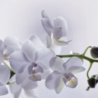 Purple Orchids with White Petals and Yellow Centers on Soft White Background