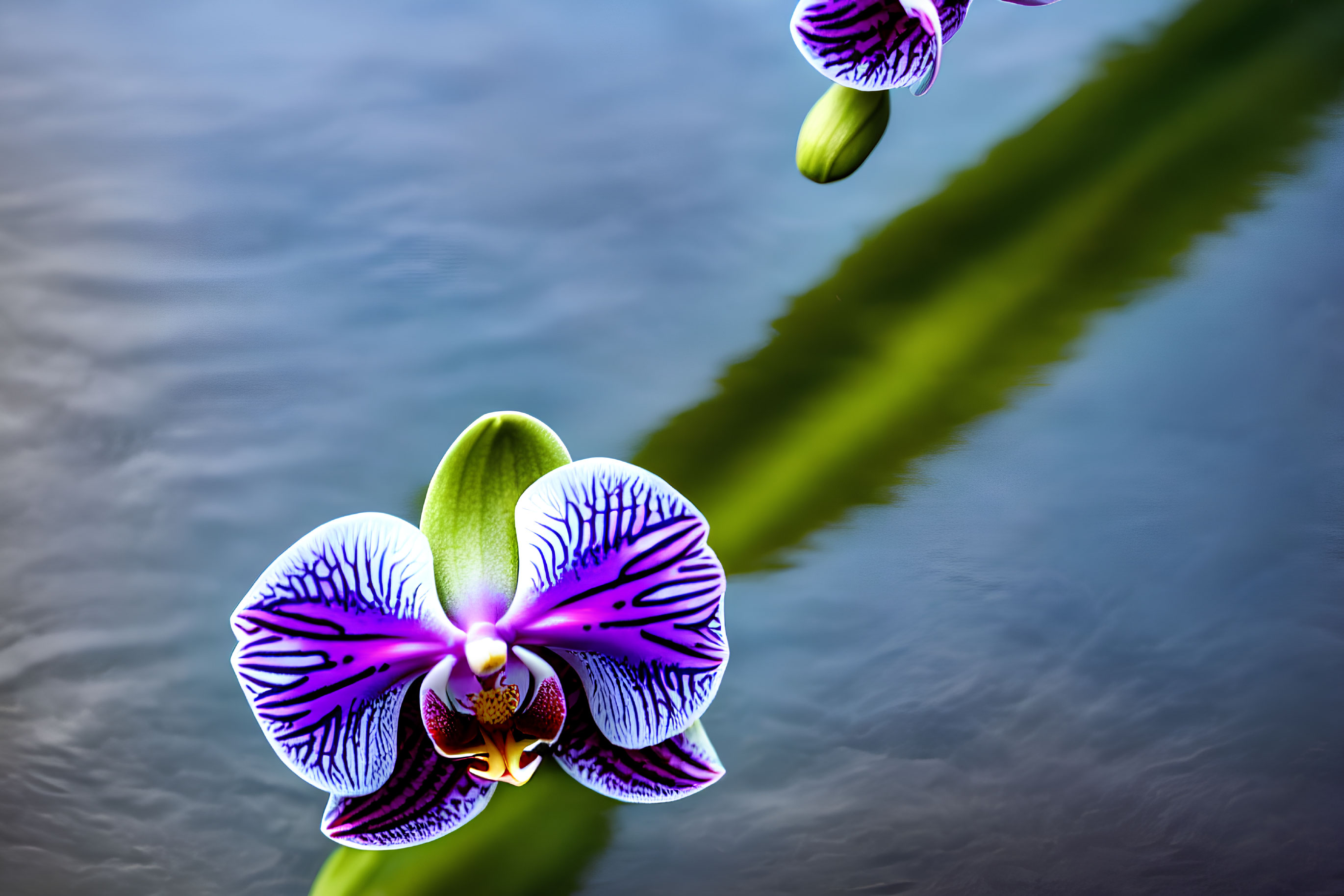 Purple orchids with intricate patterns above tranquil water