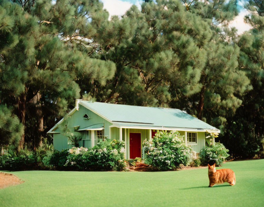 Green House with Red Door, Trees, Lawn, and Cat