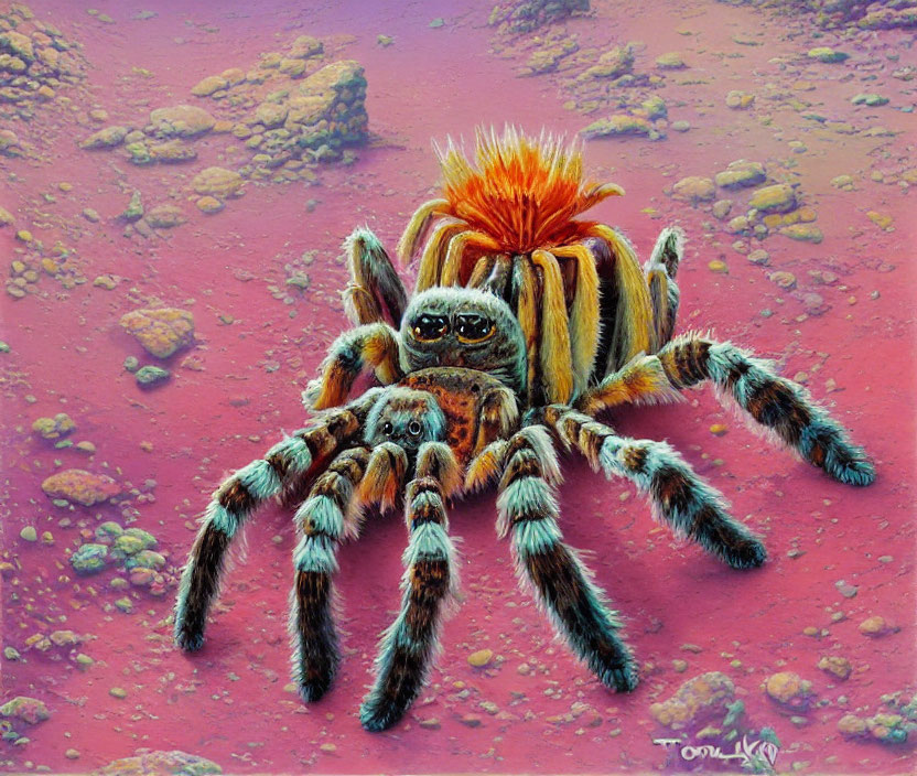 Large Furry Spider with Orange Mohawk on Reddish Rocky Terrain