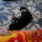 Black Cat with Green Eyes Resting on Blue and White Rug with Red and Yellow Blanket