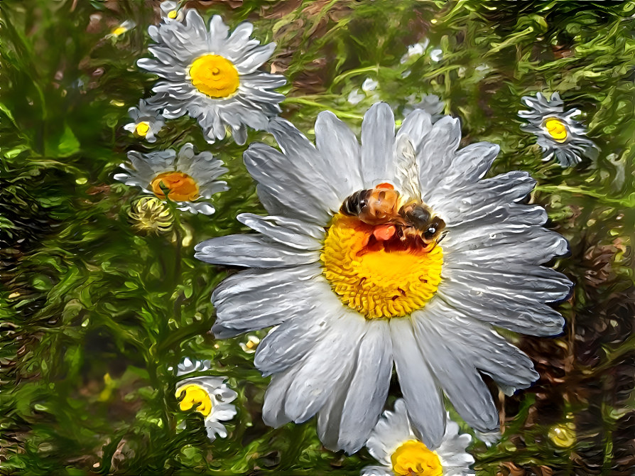 Ox-eye daisy and bee