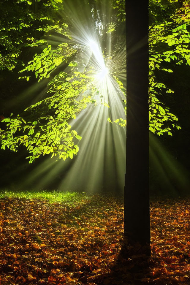 Forest canopy illuminated by sunlight in autumn scene